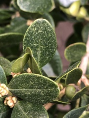 Eurytetranychus buxi