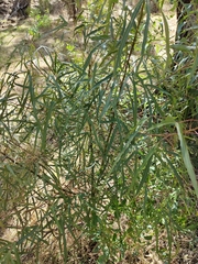 Brachychiton