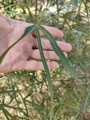 Brachychiton