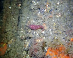 Aspasmogaster costata