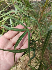 Brachychiton