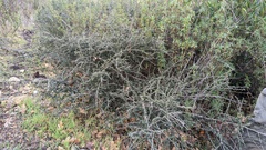 Ceanothus foliosus