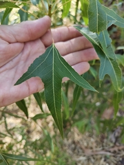 Brachychiton populneus