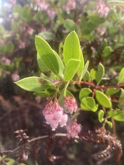 Arctostaphylos densiflora