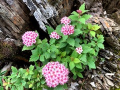 Spiraea morrisonicola