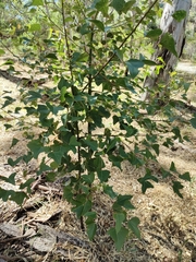 Brachychiton
