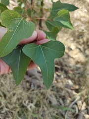 Brachychiton