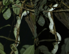 Craspedocephalus malabaricus