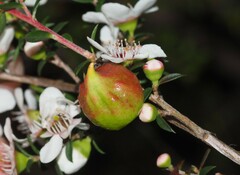 Eremococcus turbinatus