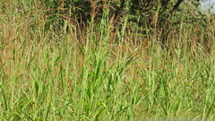 Sorghum halepense