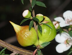 Eremococcus turbinatus