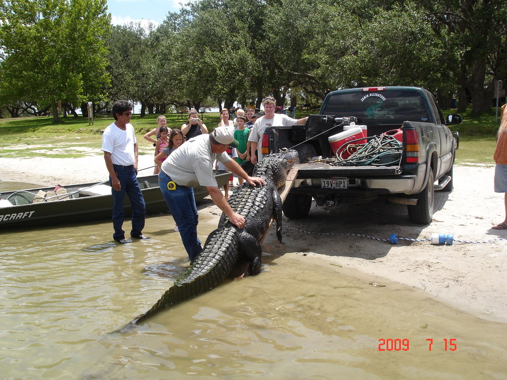 American Alligator From Texas US On July 15 2009 By Brentortego   Large.JPG