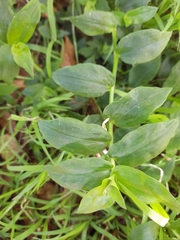 Tradescantia fluminensis