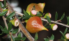 Eremococcus turbinatus