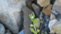 Bothriospermum zeylanicum