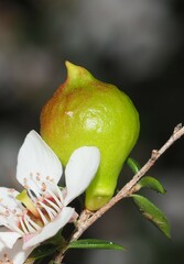 Eremococcus turbinatus