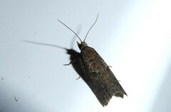 Harmologa