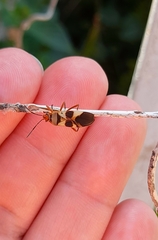 Oncopeltus unifasciatellus