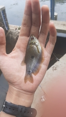 Trichopodus trichopterus