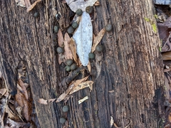 Sylvilagus aquaticus