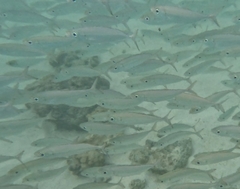Selar crumenophthalmus