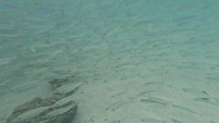 Selar crumenophthalmus