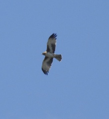 Hieraaetus morphnoides