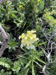 Erysimum franciscanum
