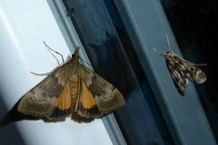 Uresiphita maorialis