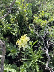 Erysimum franciscanum