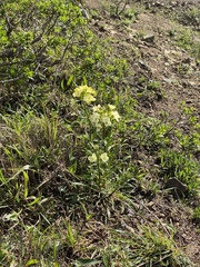 Erysimum franciscanum