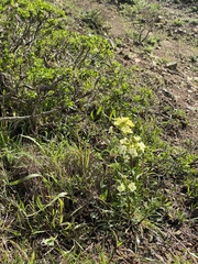 Erysimum franciscanum