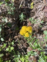 Eriophyllum staechadifolium