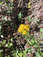 Eriophyllum staechadifolium