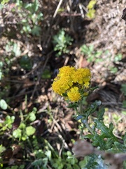 Eriophyllum staechadifolium