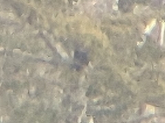Haliaeetus pelagicus