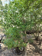 Brachychiton populneus