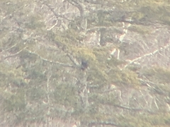 Haliaeetus pelagicus