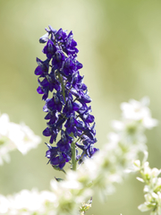 Delphinium glaucum