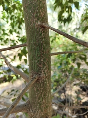 Brachychiton populneus
