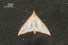 Ramila acciusalis