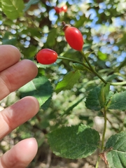 Rosa canina