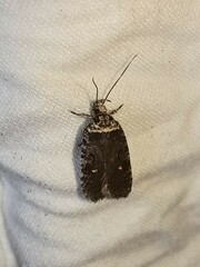Agonopterix clemensella