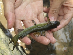 Hemibagrus planiceps