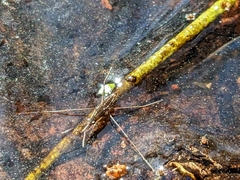Limnoporus canaliculatus