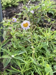 Erigeron quercifolius