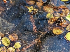 Limnoporus canaliculatus