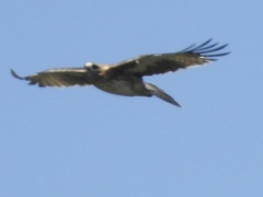 Hieraaetus morphnoides