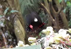 Parides anchises