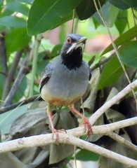 Turdus plumbeus